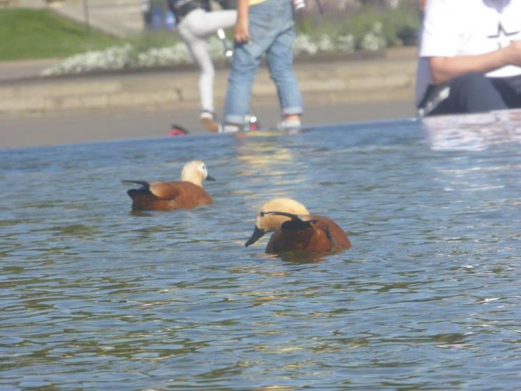 I hoped these were Muscovy ducks in Moscow but it turns out they're shelducks