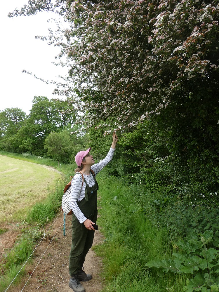 Catherine examining a hawthorn
