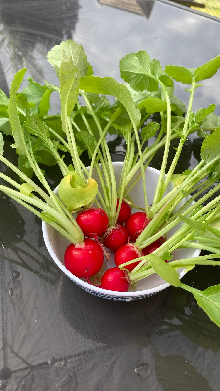 Homegrown radishes in a bowl