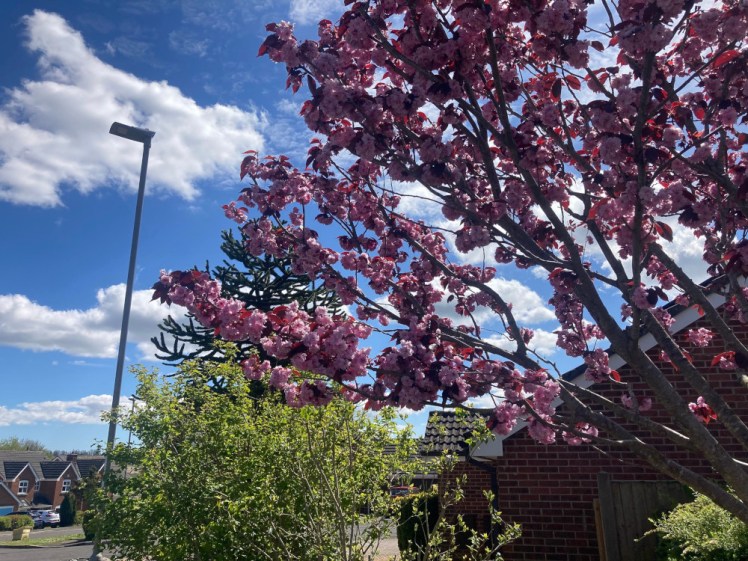 A very pink blossom tree in the foreground, with a bushy shrub behind it.