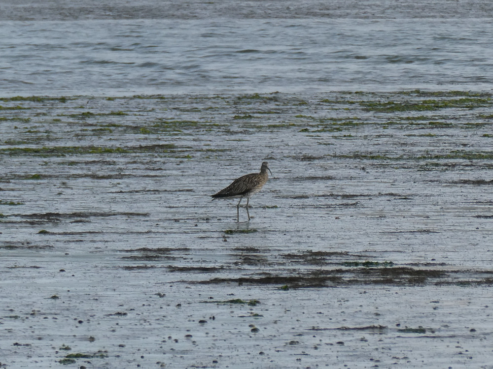 A curlew, a fairly large brown wading bird in very shallow water. It has a disproportionately long bill.