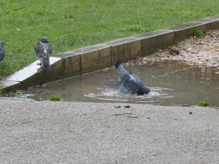 Pigeons having a bath in a puddle