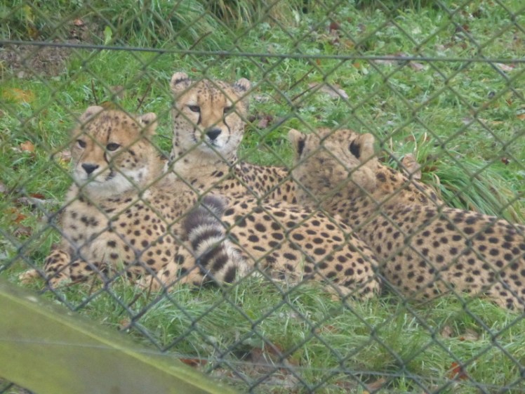 Cheetahs at Longleat
