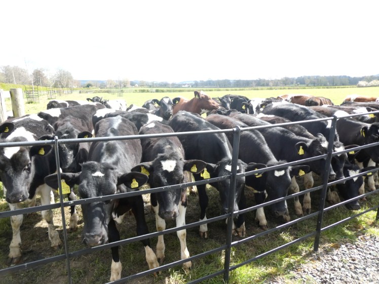 Young cows gazing over a fence