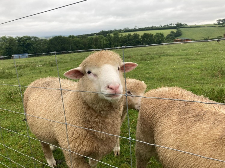 The sheep on the camping field