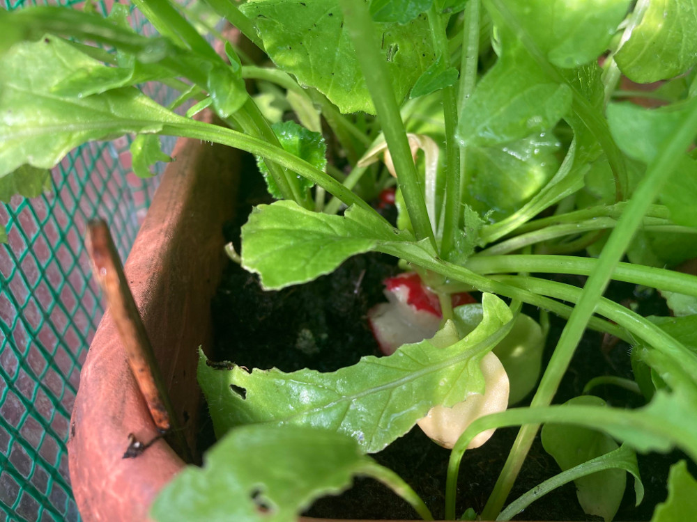 Snail teeth marks in my radishes