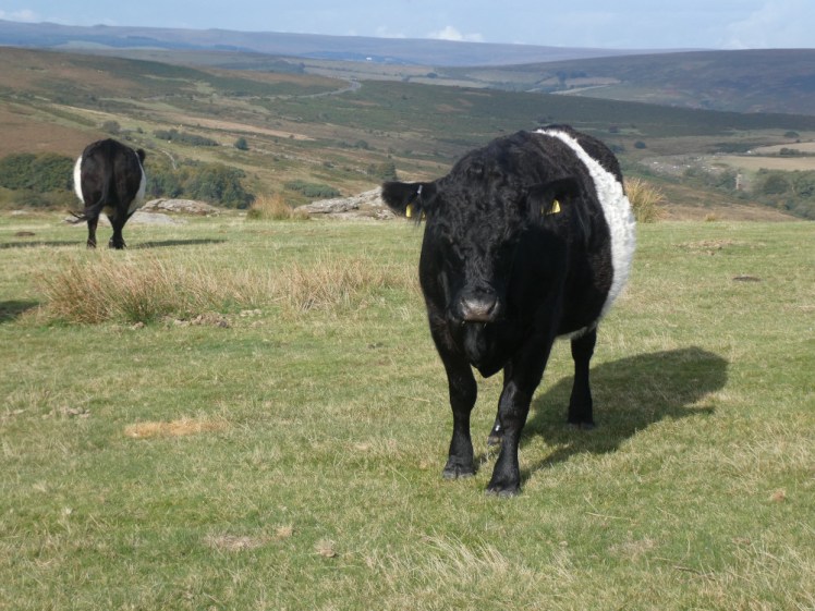 A black and white cow on a tor in Dartmoor with a nice sunny view behind it.