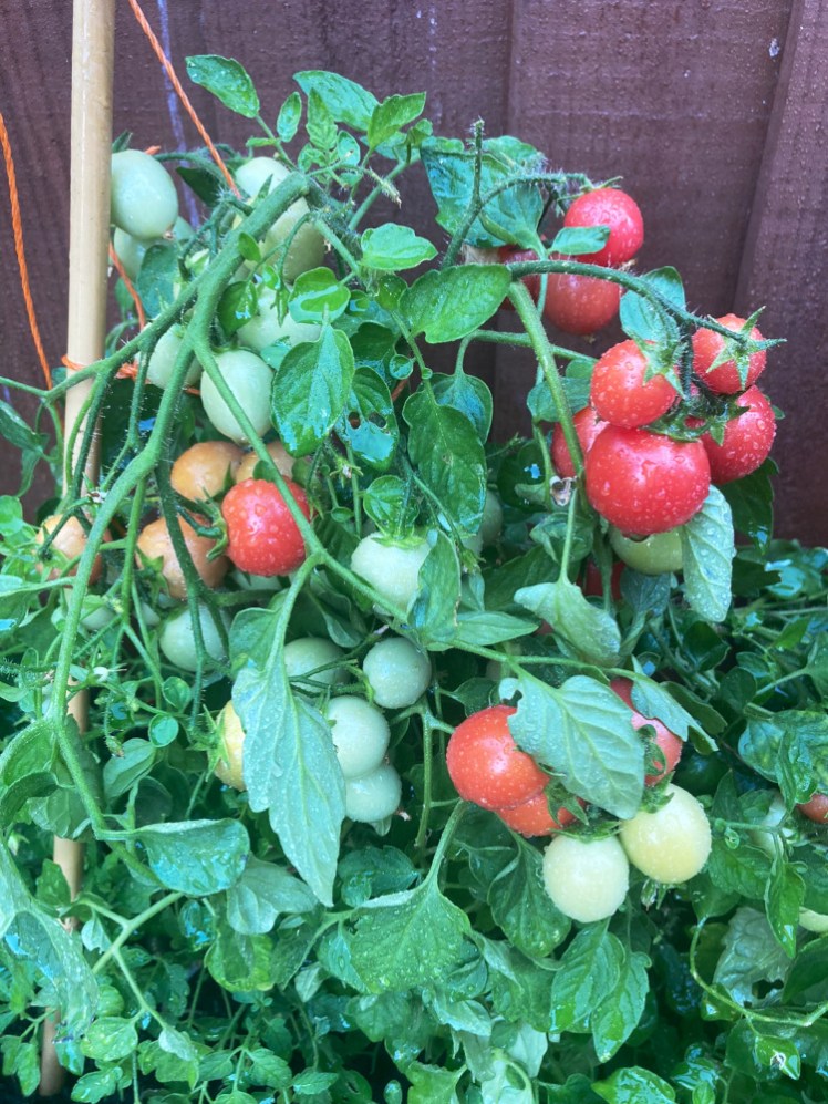 A freshly-watered tomato plant loaded with tomatoes in varying stages of ripeness from pale green to bright red.