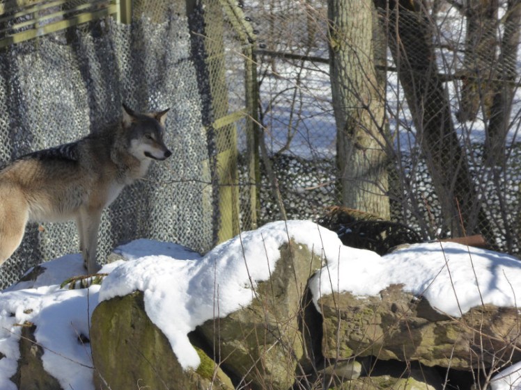 Wolf at Skansen
