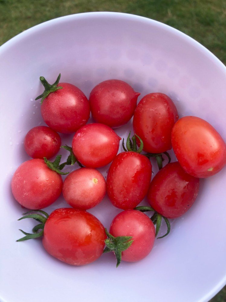 A plastic bowl of cherry and plum tomatoes.