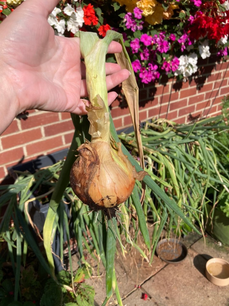 A freshly-picked onion with a long stalk hanging from my hand. Behind it is the raised bed where 20-odd more onions are growing with their long stems hanging limply over the edge.