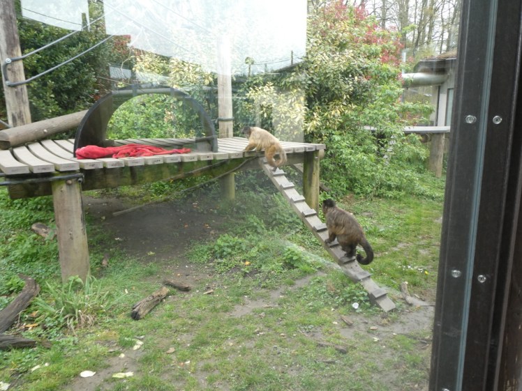 Lab capuchins running around