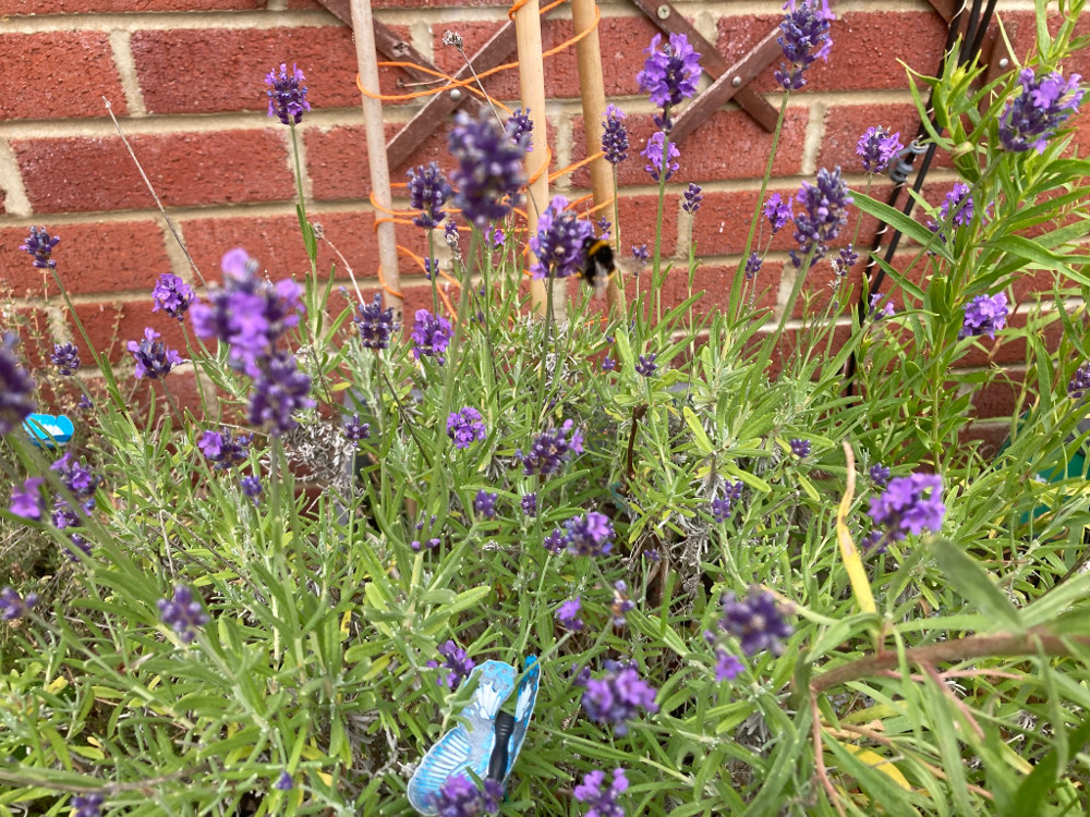 A bee in the lavender. Some of the flowers are quite blurry - bees move fast and I don't have time to take the photo carefully.