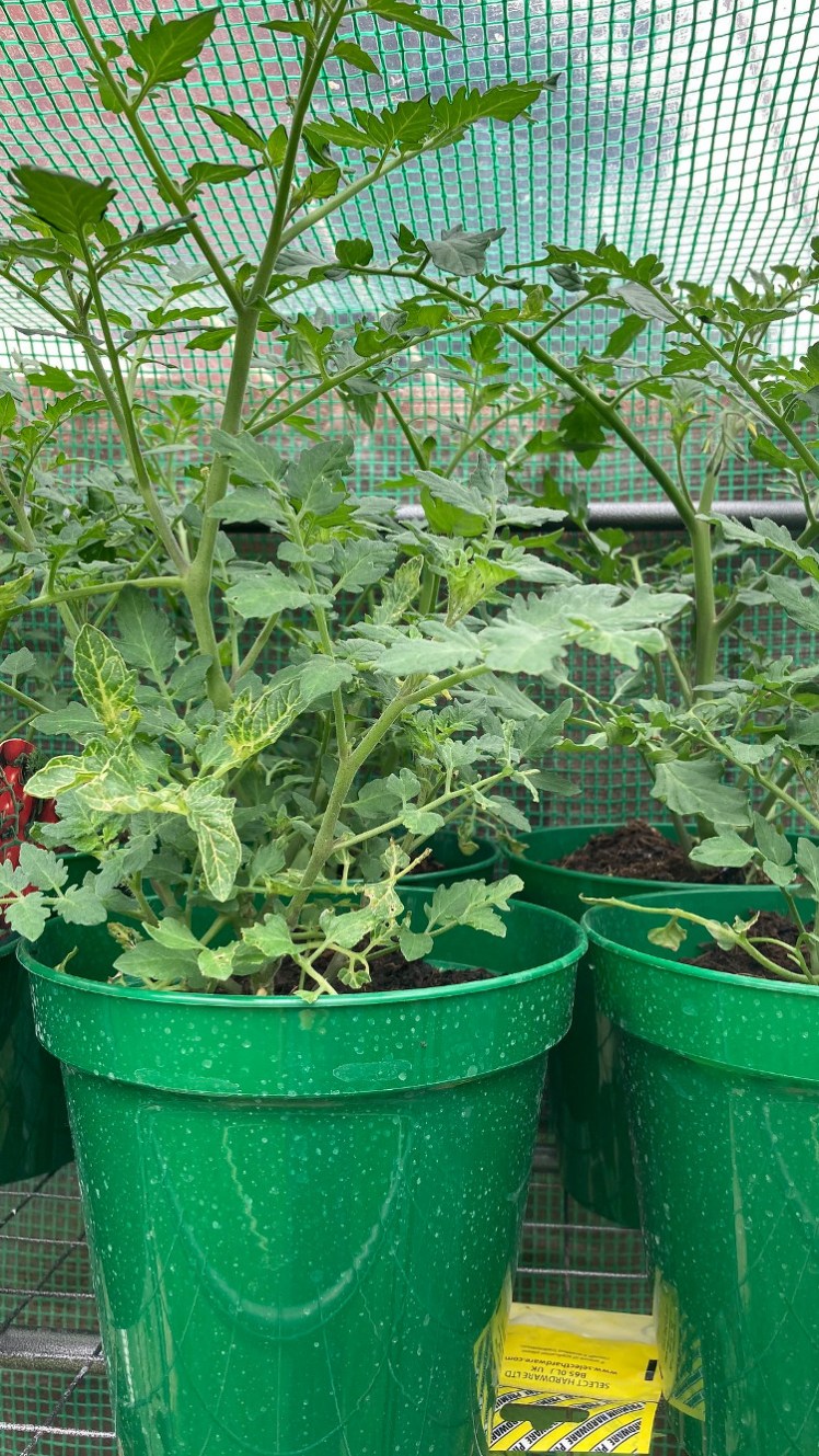 Bushy young tomato plants on the top shelf of my little greenhouse.