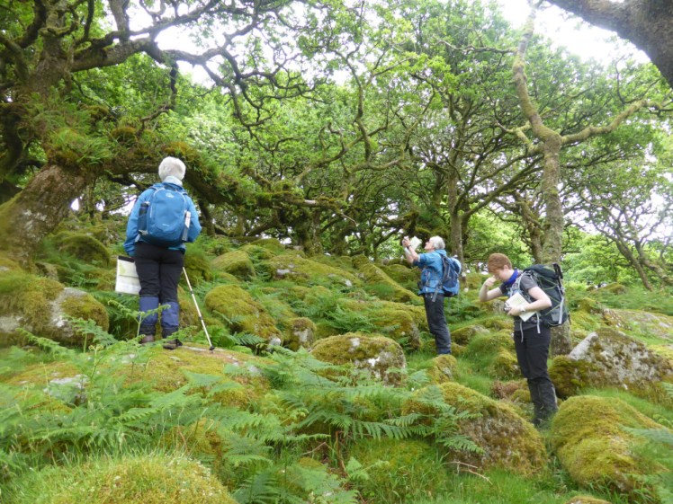 Three people in Wistman's Woods, a bit of ancient woodland with twisted trees and moss-covered boulders, examining maps and compasses.
