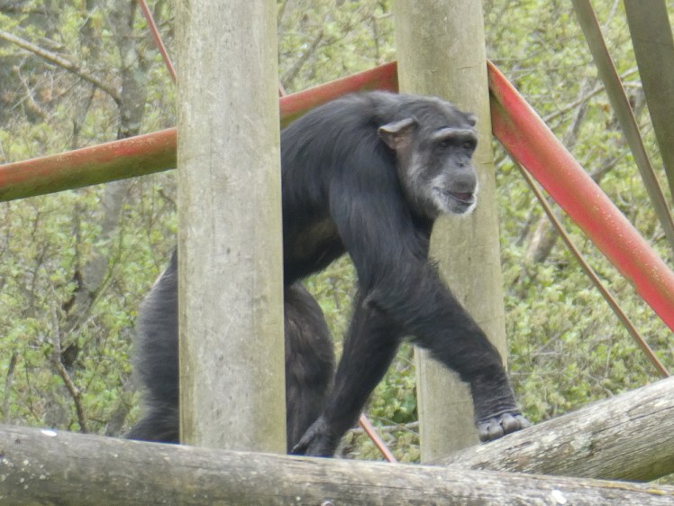 A chimp monkeying around