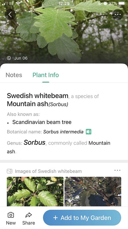 PictureThis identifying Swedish whitebeam