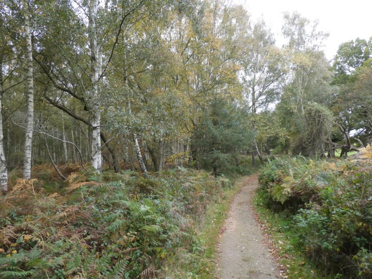 A path down in the birch and pine woods