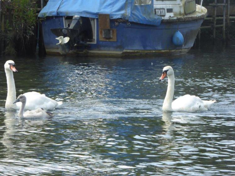 Swans and cygnets on the River Frome