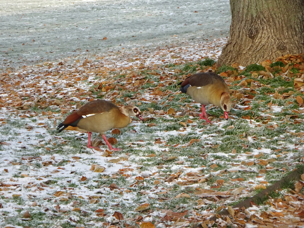 Golden-brown geese with black eye circles and interesting wings and tails, pecking at fallen leaves in well-frosted grass.