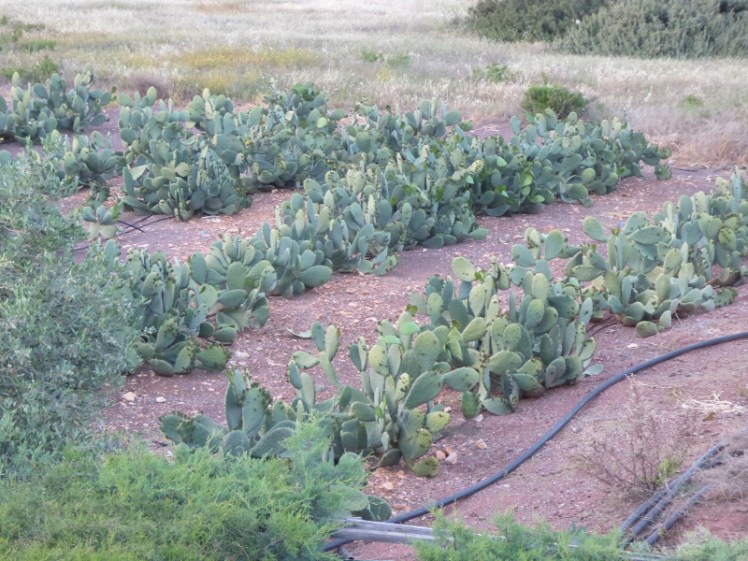 Cactus farming in Cyprus