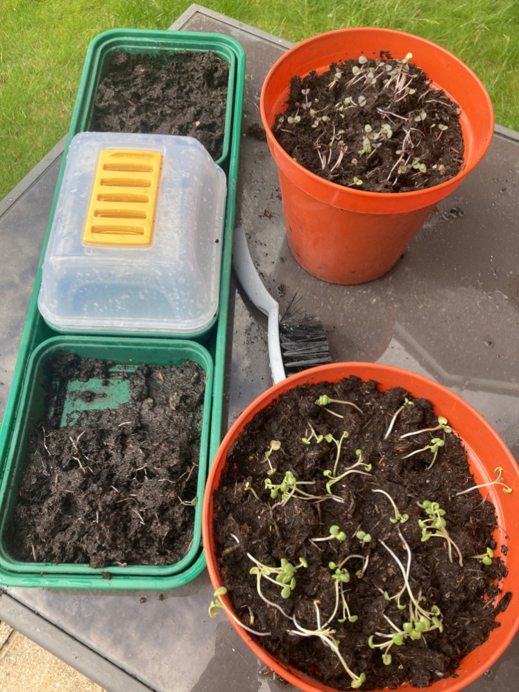 On the right are two big orange plastic flowerpots containing baby basil and sage plants. On the left is the triple windowsill planter where they started their lives. The soil is shallow and it crumbles easily when I try to transplant.