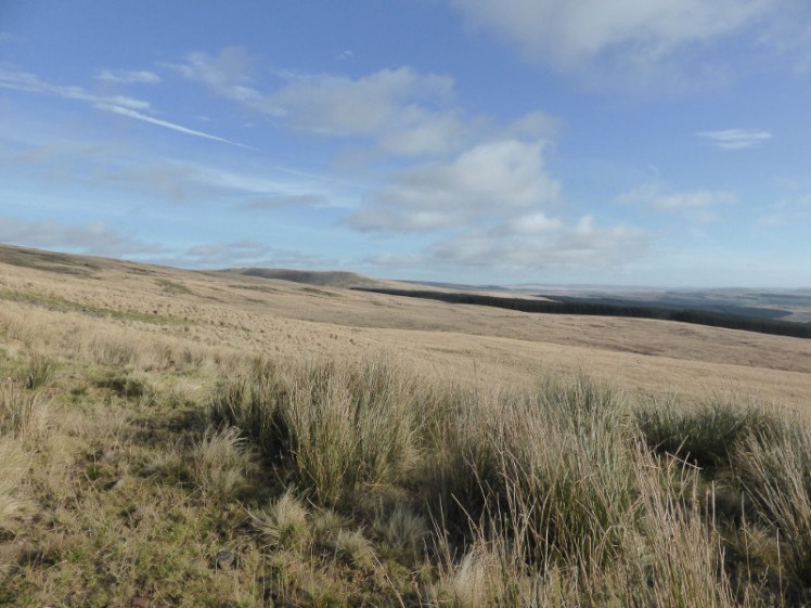 Reedy-grass across the Black Mountains