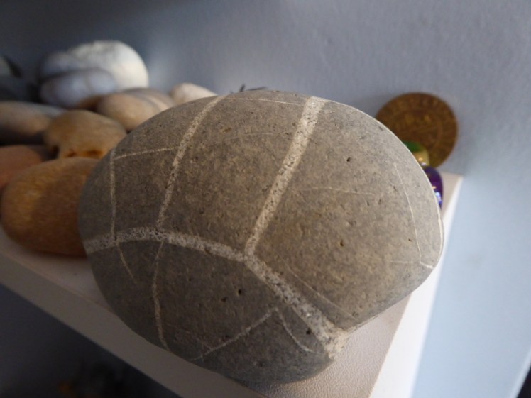 Fossil from Charmouth