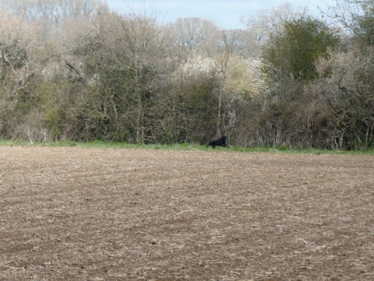 Dog running wild in a field