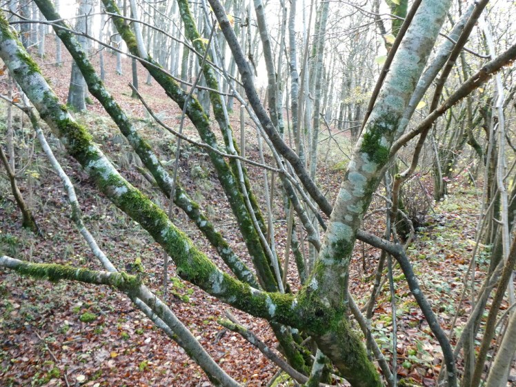 Chalk sinkhole in the woods