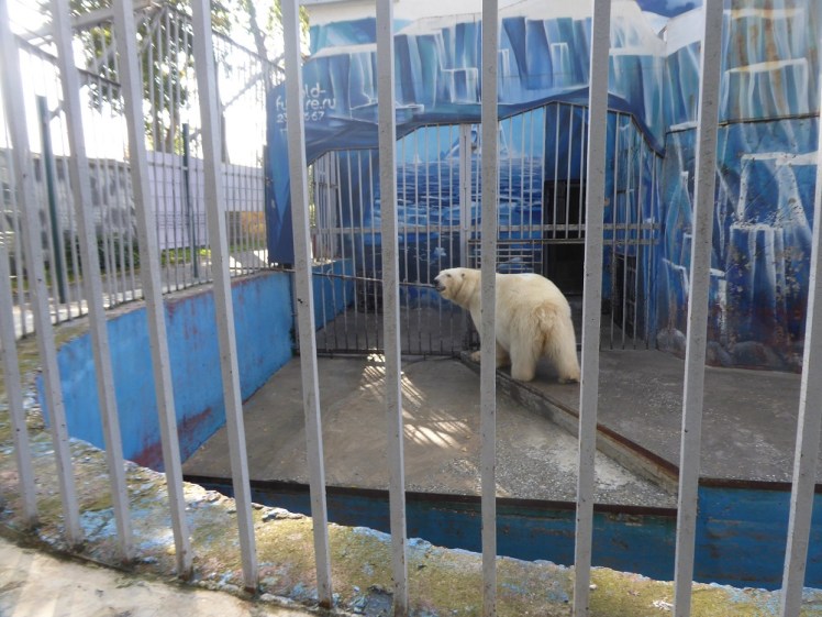 Polar bear in Perm Zoo
