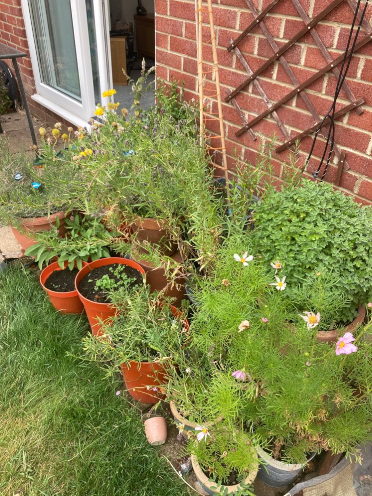 The herb garden, a collection of herbs in various sized pots squeezed onto a corner of the patio. They're mostly quite big but they're also suffering a bit from lack of water.