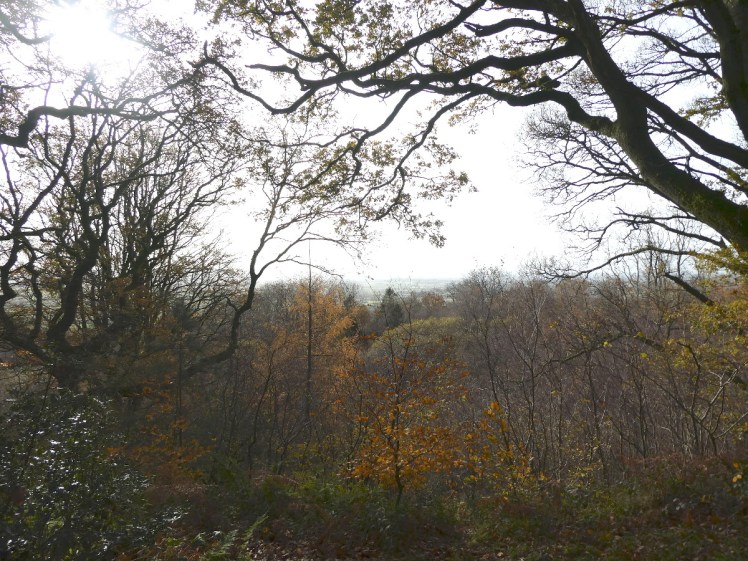 View across the woods from the top of the hill