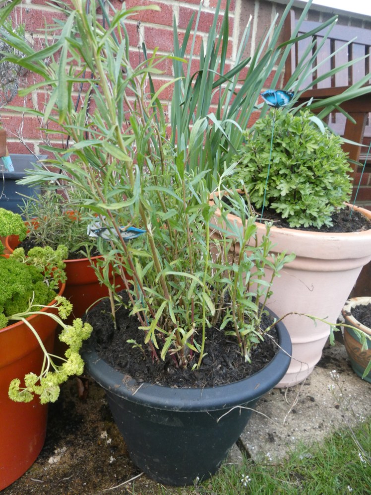 The tarragon, a tall plant a bit more bent than in should be, in a new bigger pot.