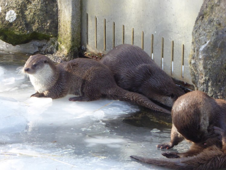 Otters at Skansen
