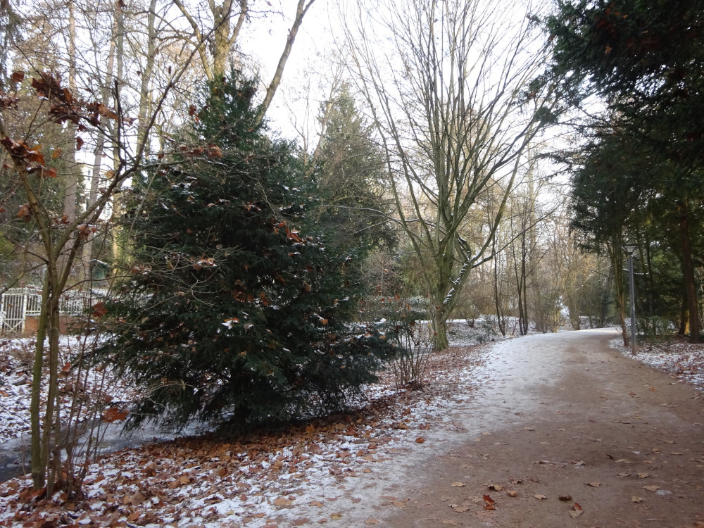 A reddish gravelly lane winding through trees. Everthing apart from the path is well frozen and you can't see the frozen stream off to the left.