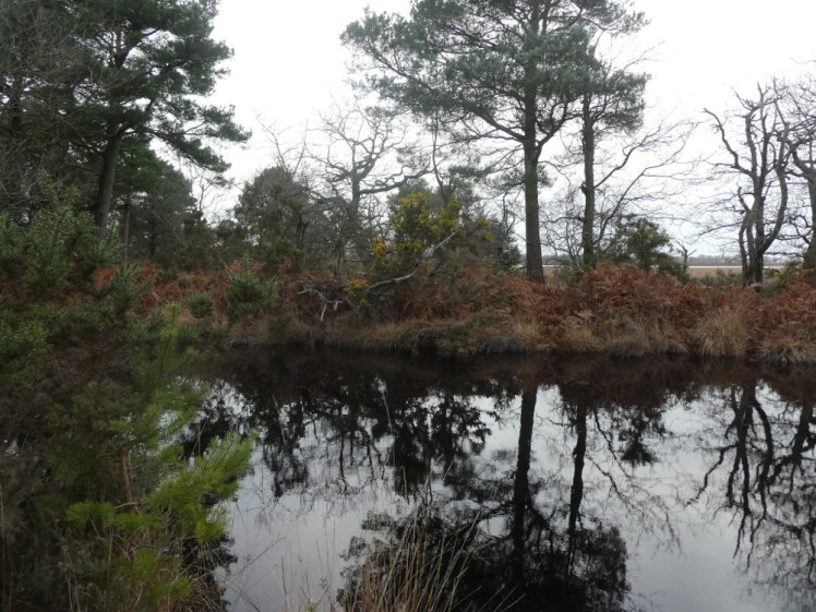 A perfectly still mirror-like pool in the woods, its dark water reflecting orange brush and pine trees.