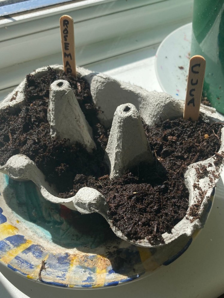 Rosemary and cucamelon seeds planted in compost in an eggbox. Each set of "pots" is marked with a wooden lolly stick.