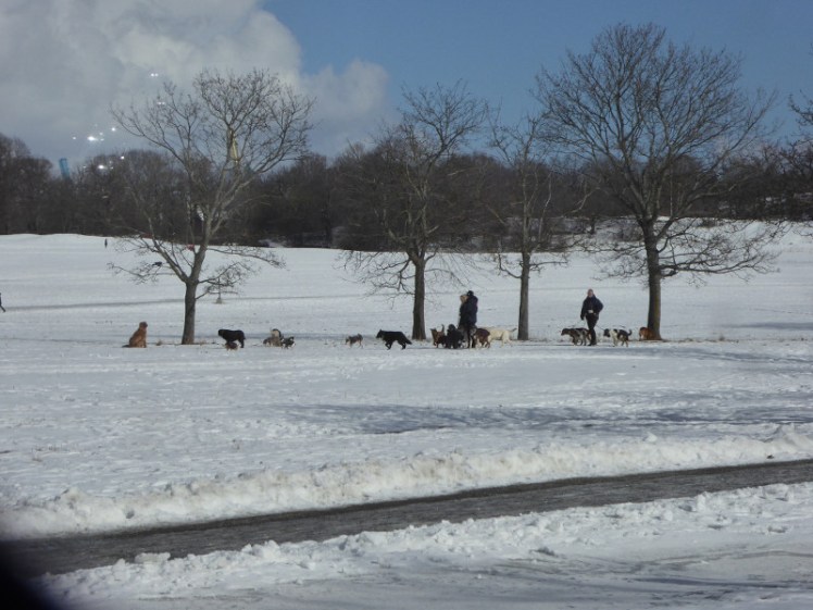 Doggy day care in Stockholm