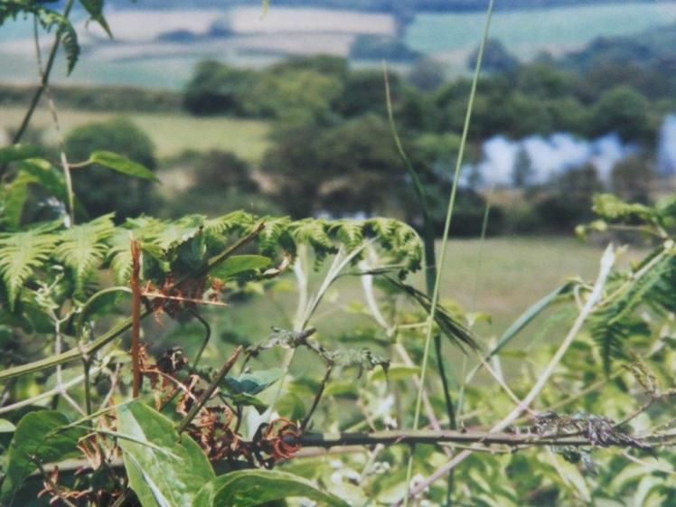 Swanage Railway steam train as seen out of focus through a hedge