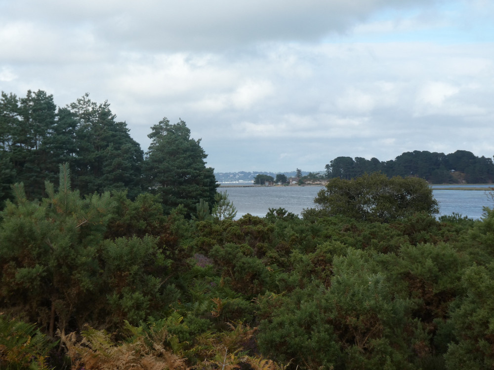 A view through gorse and pine to Poole Harbour and Round Island. In the background, hazy in the distance, you can make out Poole town itself.