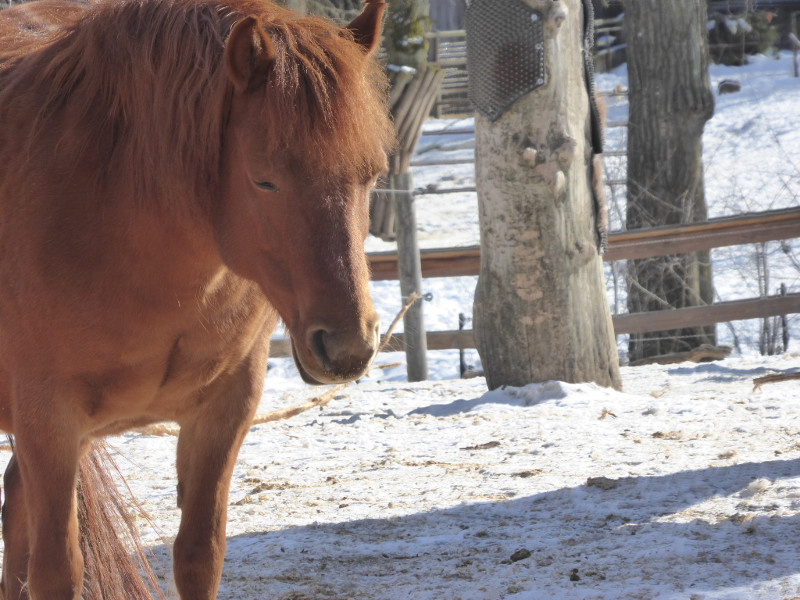 Horse at Skansen
