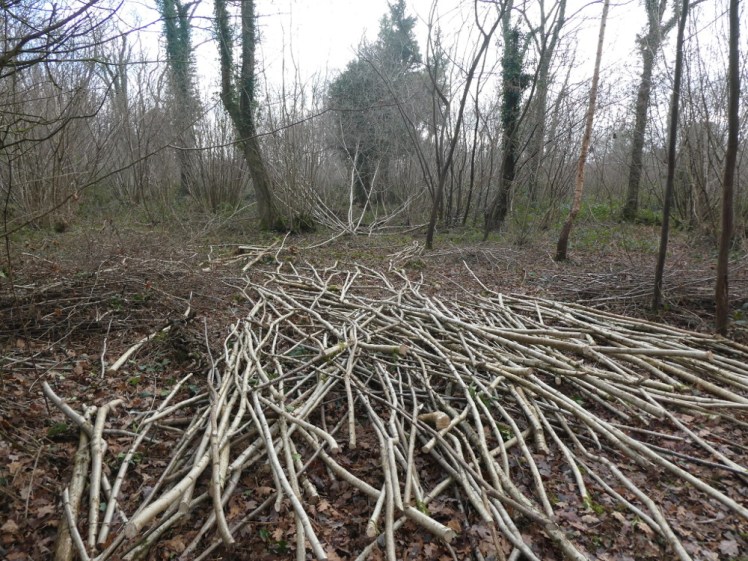 Managed wood - cut hazel