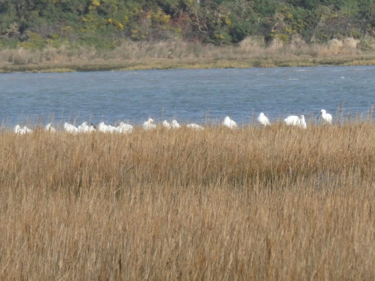 A flock of spoonbills on the water's edge. From this distance, most of them are just blurry white birds but you can see the spoon-shaped bill on the one on the right.