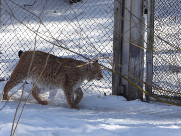 Lynx in the snow at Skansen