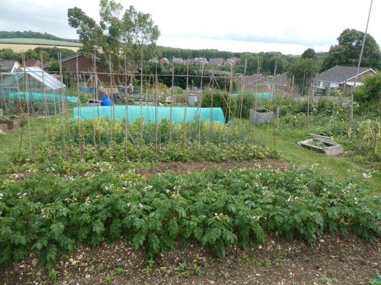 Vegetables growing in the local allotments. No idea what's at the front but I'm pretty sure there are beans behind them.