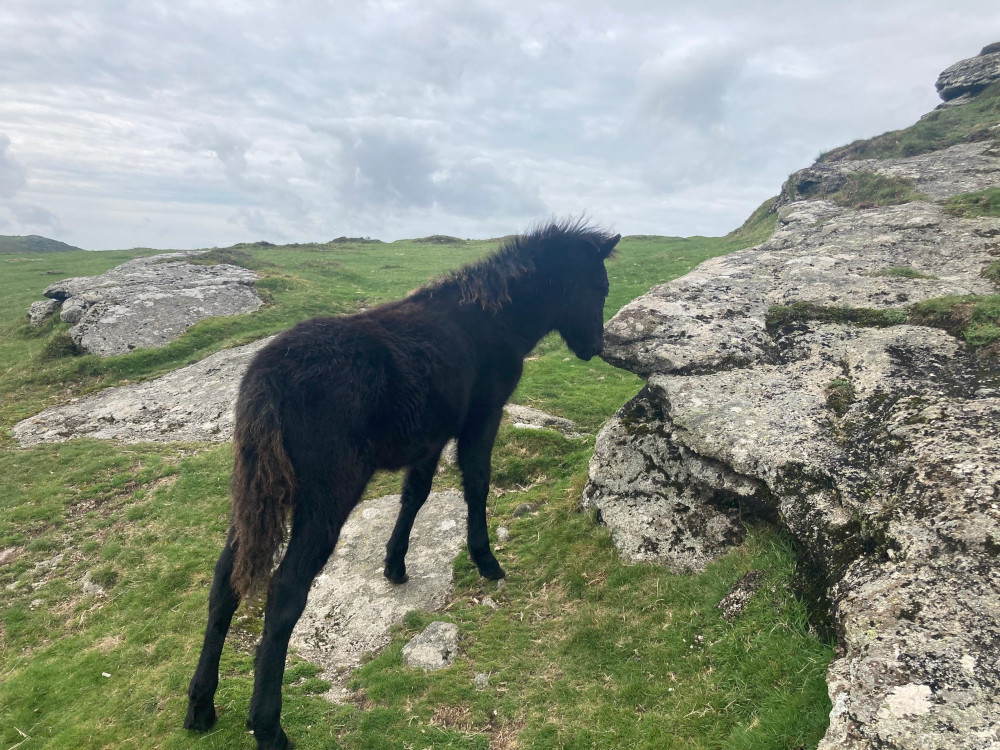 A black Dartmoor pony sniffing the granite top of Haytor.