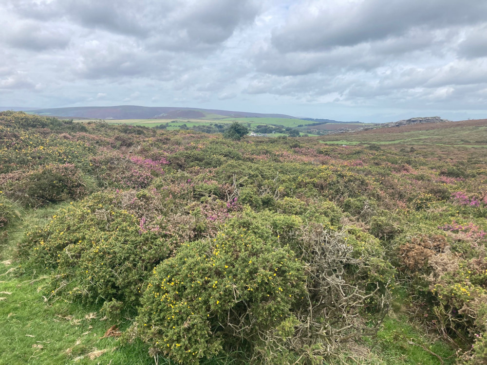 Thick gorse and heather on the moorland. The clouds are getting heavier.