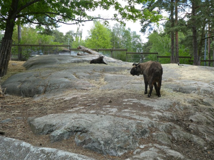 A takin, a Himalayn animal a bit like a yak or ox, in its rocky enclosure shaded by lots of trees.