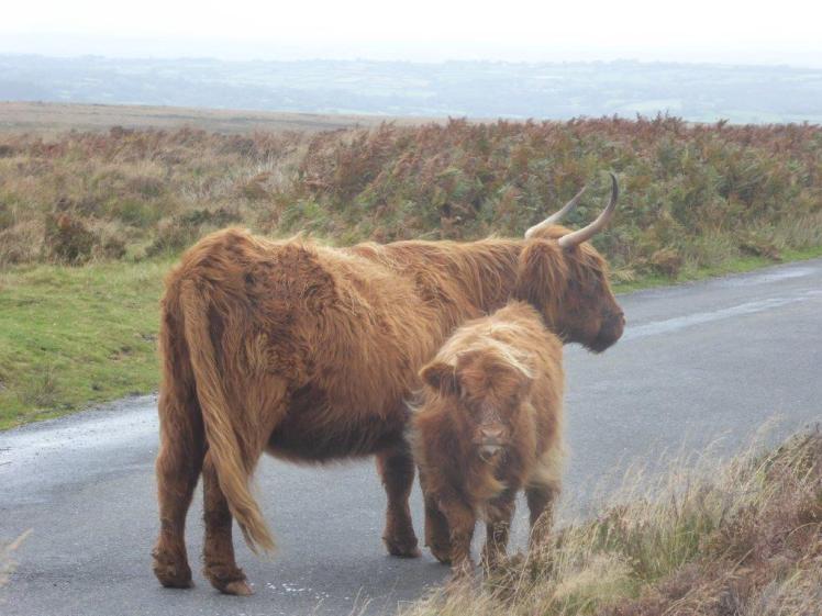 We met a lovely horned strawberry-blonde Highland cow and her equally fluffy calf while crossing a road